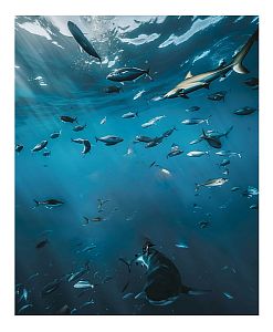 Pánské funkční trenýrky Suspect Animal SHARK černá Bamboo Ultra